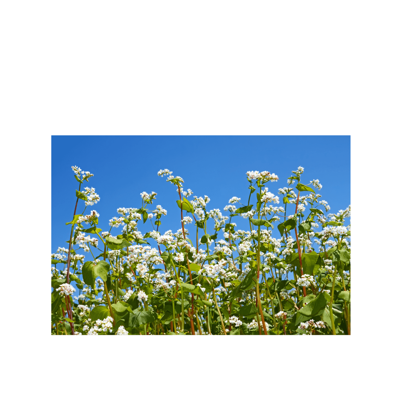 Buchweizen Fagopyrum esculentum Photosensibilisierung Fagopyrine